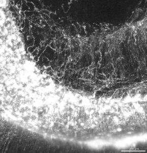 【07. マウス脳発生期:海馬CA1領域の放射状グリア線維】
マウス脳発生期の海馬CA1錐体細胞が移動時に足場として利用する放射状グリア線維の複雑な分布を可視化した画像である。上部の黒い領域は歯状回、下部は大脳新皮質を示している。最も明るく見える部分は脳室である。DiI染色と透明化処理を施した約500 µmの厚切切片を用い、共焦点レーザー顕微鏡で観察した。簡便な方法だが高倍率で約300 µmのz軸スタックとして取得することを可能にし、立体構築も容易にできる。細胞移動の機構に新たな知見が得られることが期待される。