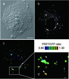 【08. Spatial distribution of Rab39B activity in HeLa cells】
HeLa cells expressing Raichu-Rab39B sensors were observed by confocal microscopy for FRET imaging. Representative images of the ratio of FRET/CFP (c and d) of Raichu-Rab39B expressing cells are shown in an intensity-modulated display mode, with corresponding DIC (a) and CFP (b) images. In the intensity-modulated display mode, eight colors, from red to blue, represent the FRET/CFP ratio.