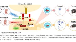 50. 自閉スペクトラム症を誘発する胎生後期のシグナル伝達異常 - 一般